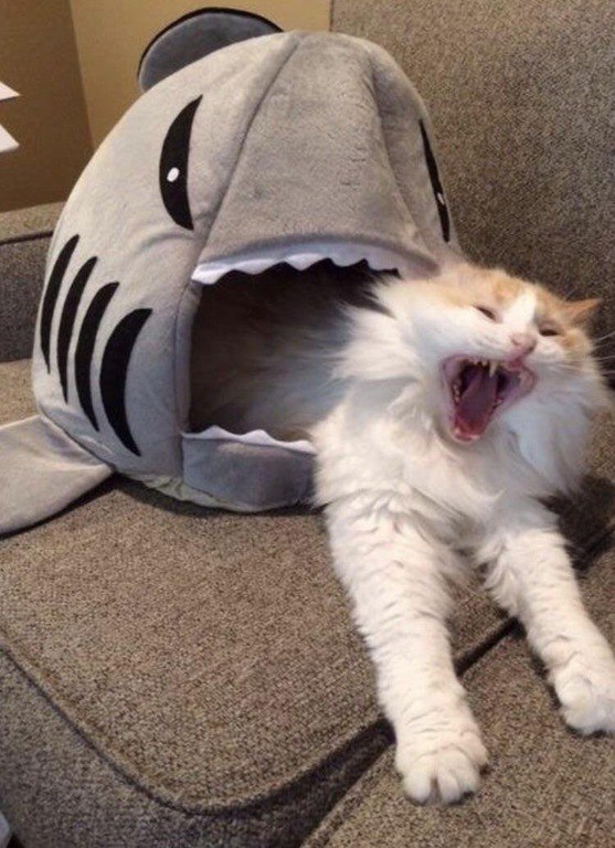 Коты и Кошки