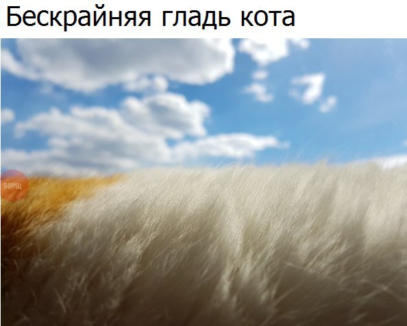 Коты и Кошки