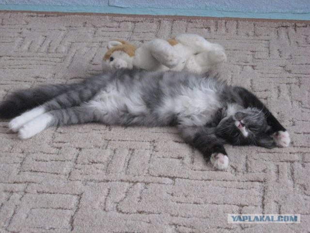 Кошкино счастье.