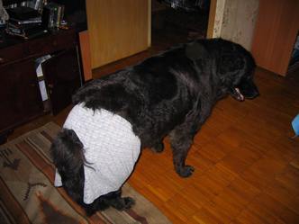 Ньюфаундленд - идеальная собака для семьи