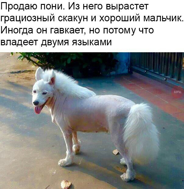 Нестандартный юмор