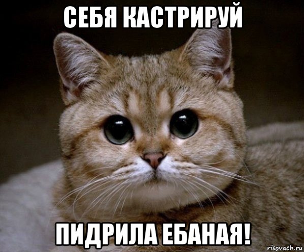Надо ли кастрировать кота?