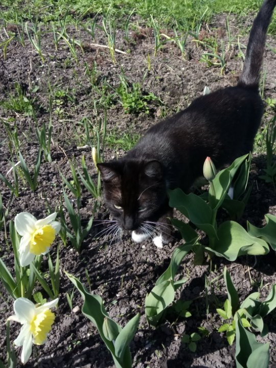 Кот без прикрас