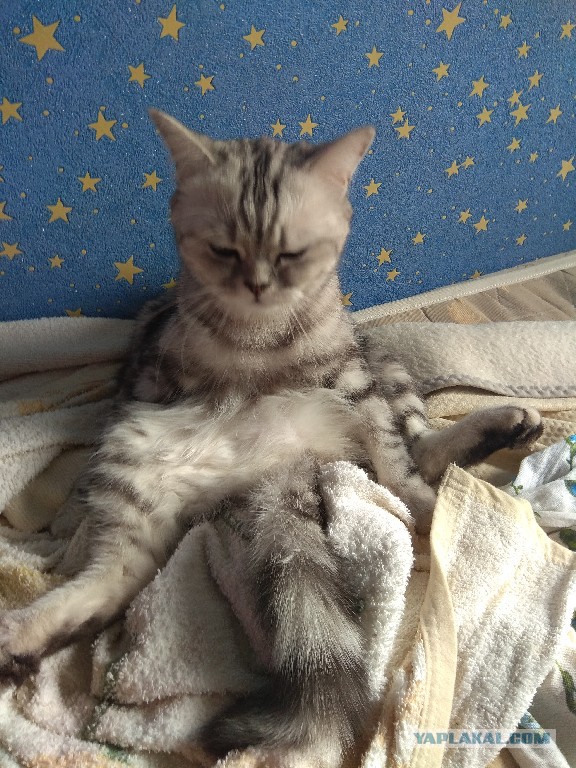 Котовторник 05.06.2018