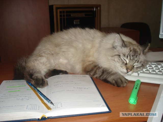 Уррааа! Котовторник на ЯПлакалъ!