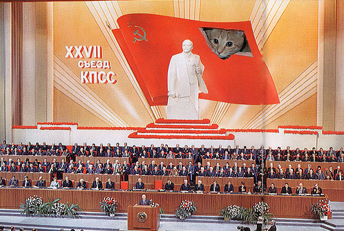 Кошак в шоке