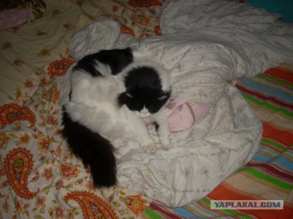 Котовторник в интересном ракурсе...