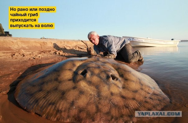 Мифы о чайном грибе