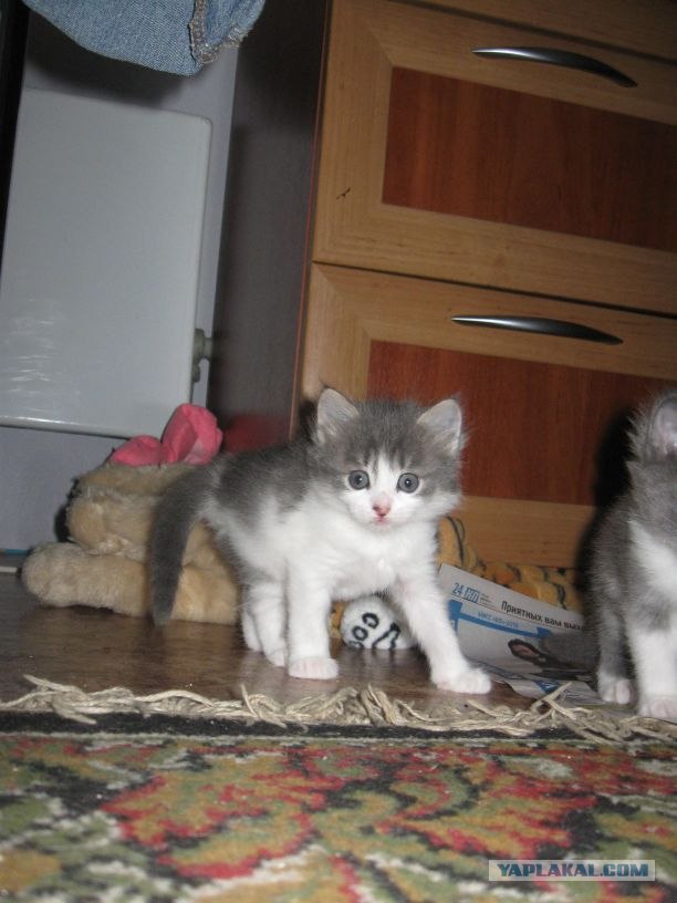 А вот и мы: котятовторник!