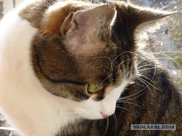 Котейкин вторник! Космический 12.04!