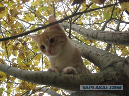 Начало - Третий уровень (Котовторник)