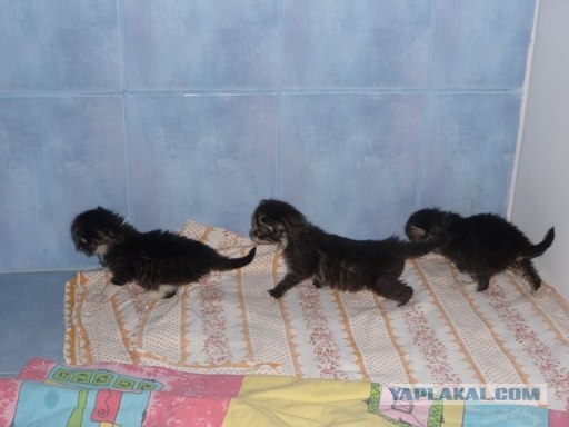 Состоятельный котовторник