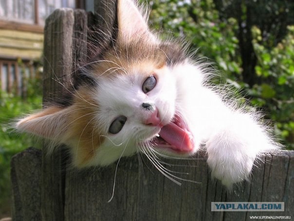 Котовторник!