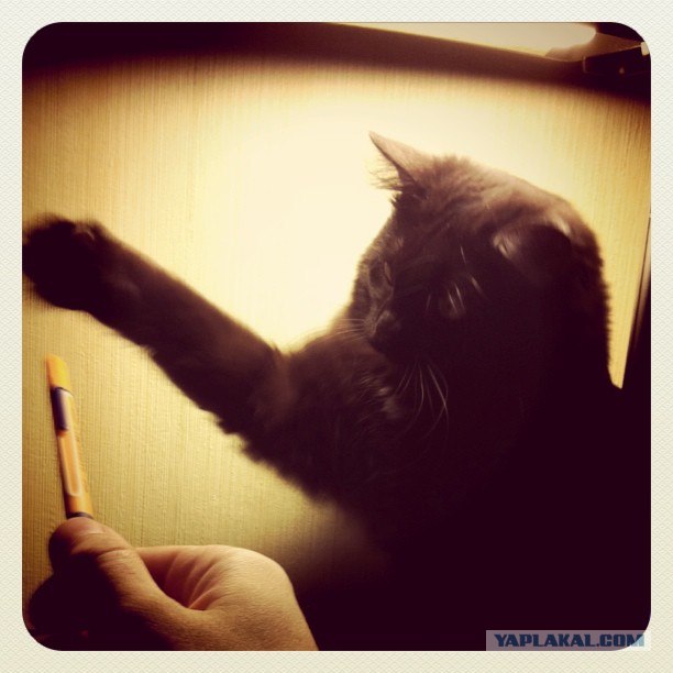 Котовторник 06.12.2011