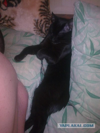 Котовторник (28.02.2012)