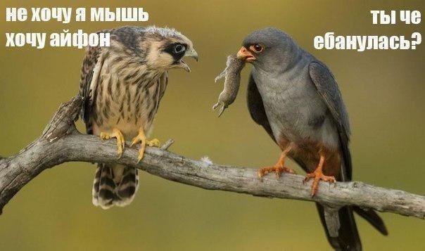 Не очень адекватный юмор