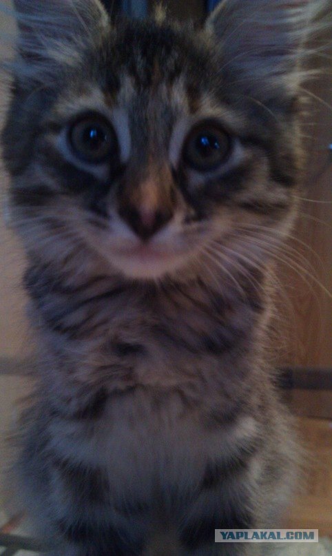 Котовторник  4.09.12