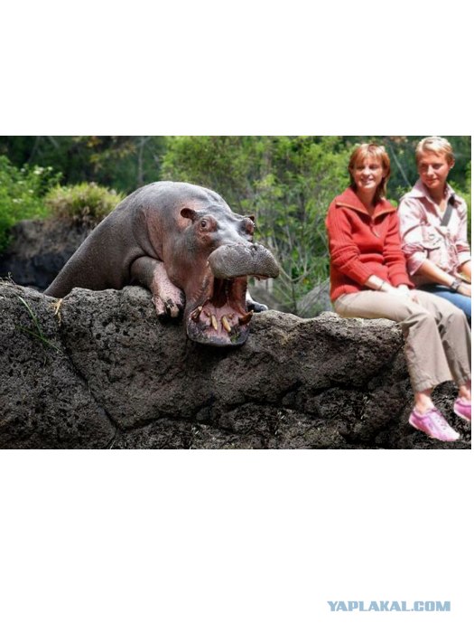 Самые смешные снимки животных за 2012 год