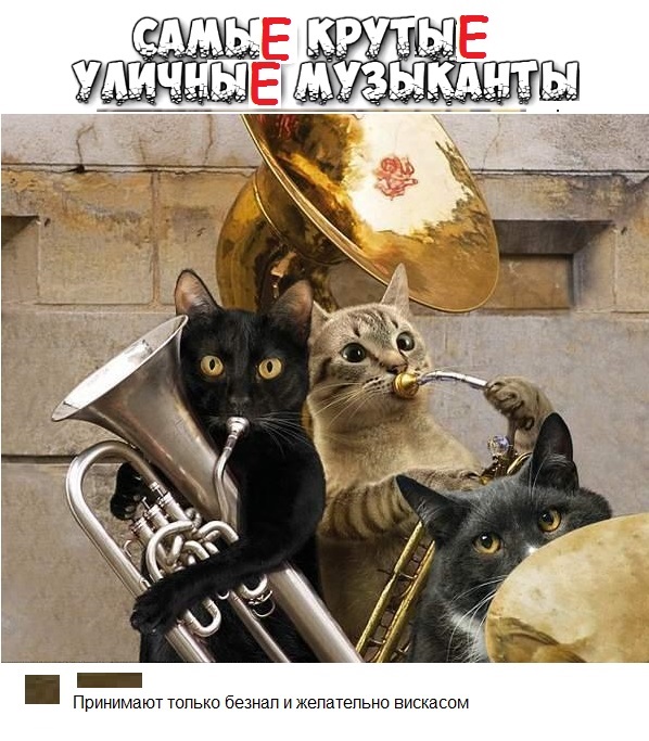 Картинки с котами и про котов