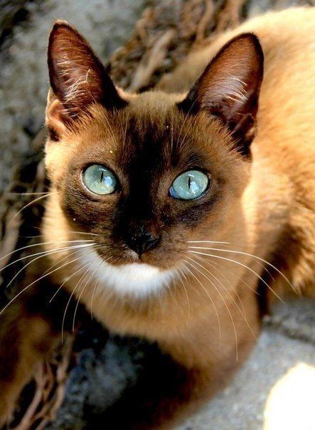 Забавные фото котеек
