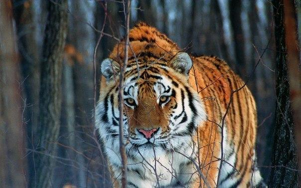 Дикий котовторник 14.01.20