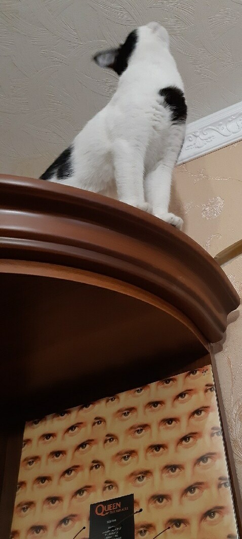 Queen без Меркьюри