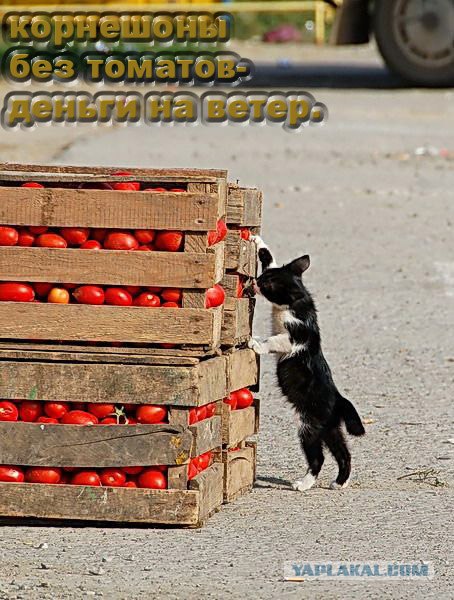 Фотожаба: Я люблю корнишоны