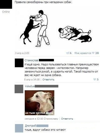 Собаки бывают