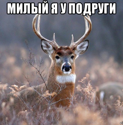 В полку Оленей прибыло!