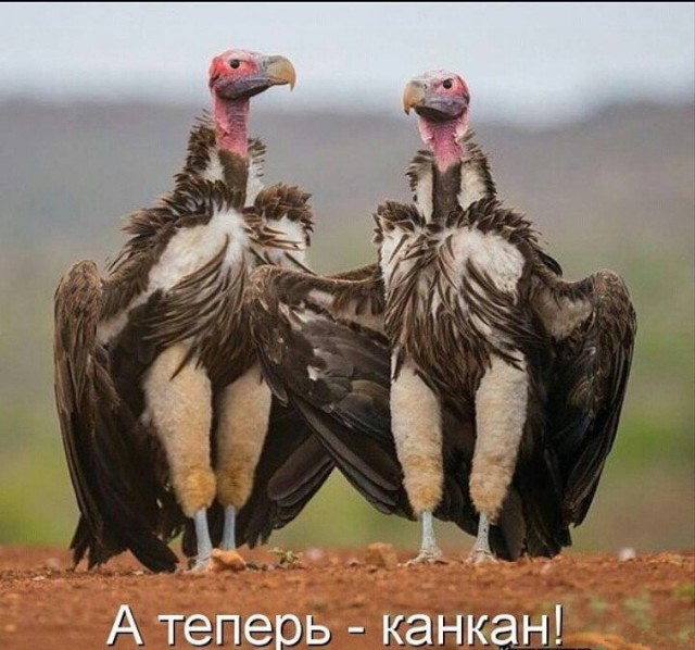 Картинки и мемы для настроения - 22