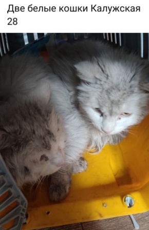 Мариупольские котики экстренно ищут дом