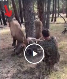 Всё из-за баб...