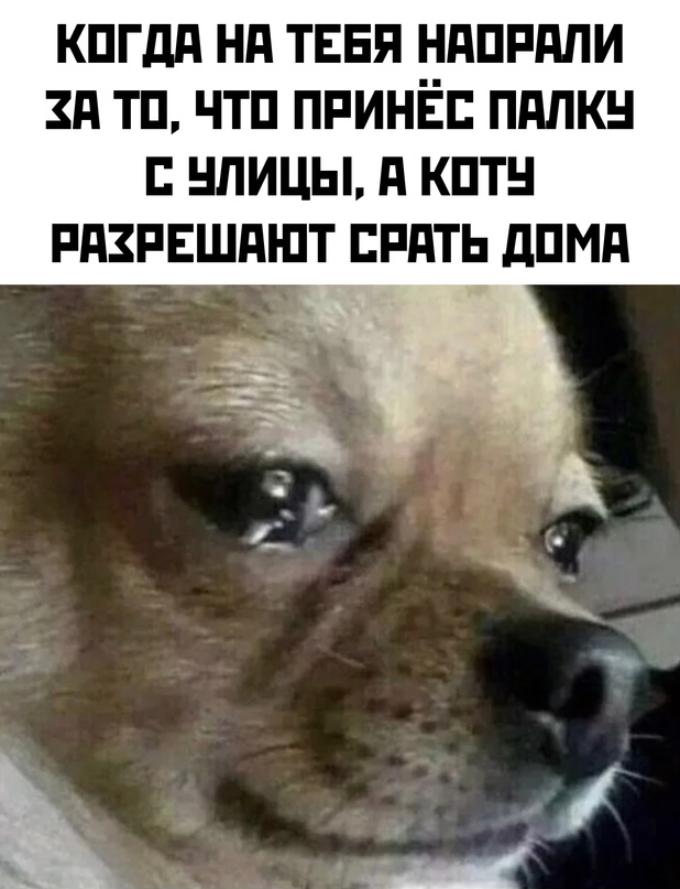 Весёлый полтишок 27.05.24
