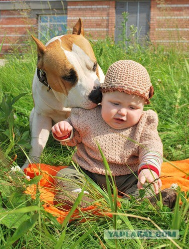 Посвящается противникам бойцовских пород