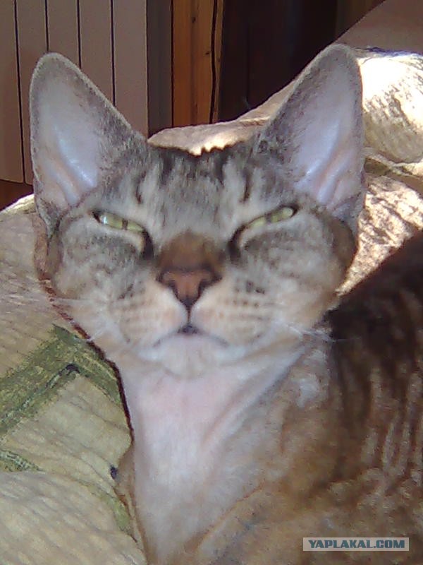 Котовторник 23.07.2013