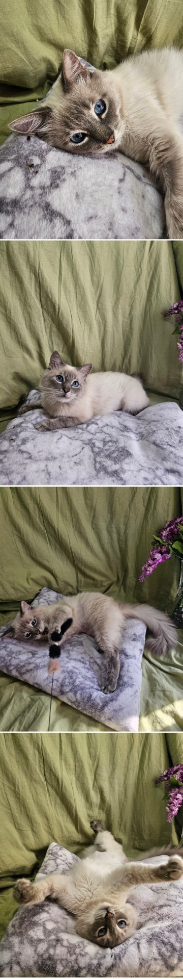 Котики в добрые руки
