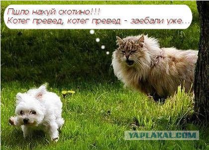 Женщины против существ мужского пола