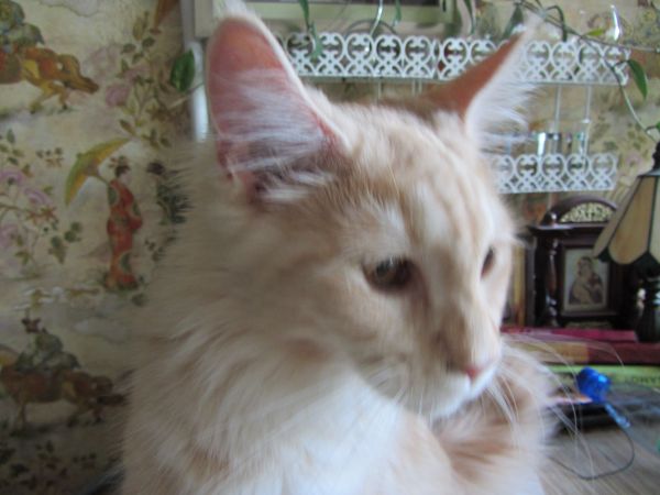 Котовторник 26.11.2013