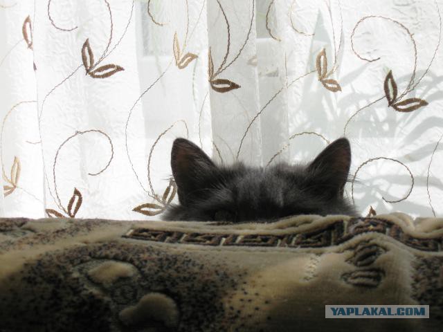 Принесли его домой, оказался он живой