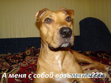 Как собаки встречают и провожают хозяев