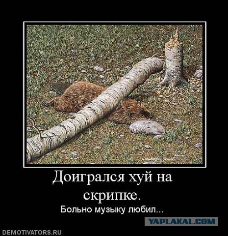 Демотиваторы.