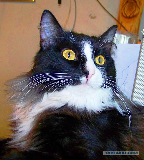 С Котовторником!