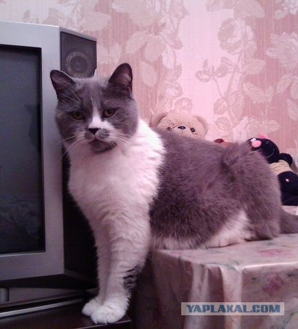 С Котовторником!