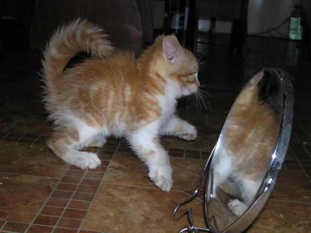 Котовторник 17.06.2014