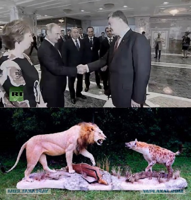 Кто кого боится видно сразу