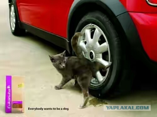 Котовторнику посвящается.