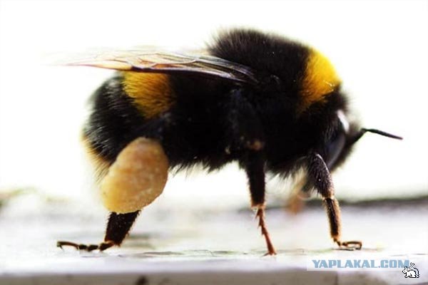 Вот тут мой мозг просто тупо умер.