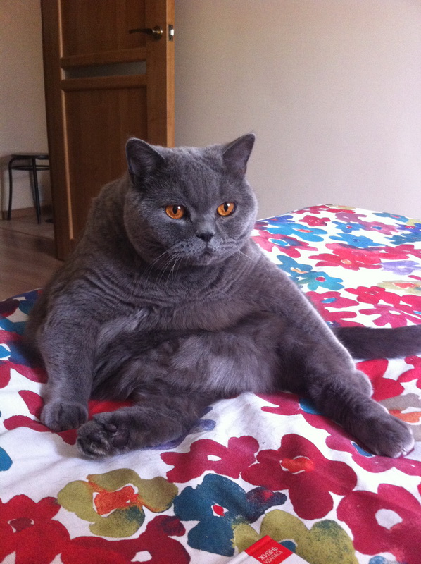 Котовторник 18.08.2015