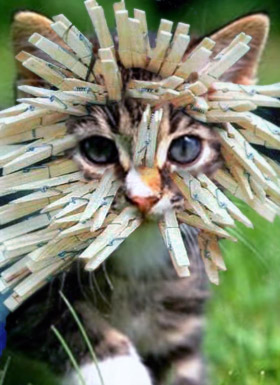 Коты, кошки, котята
