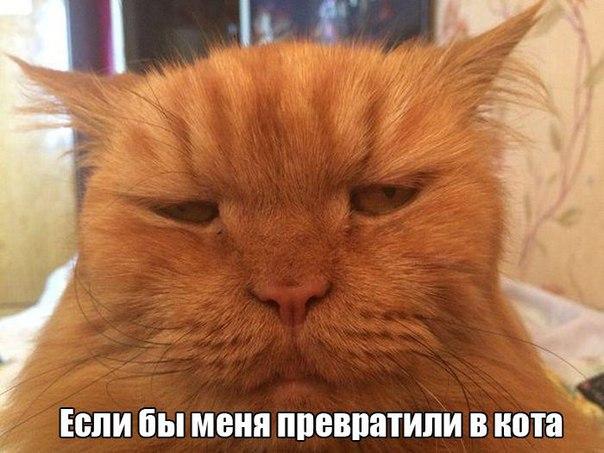 Картинки  из сети